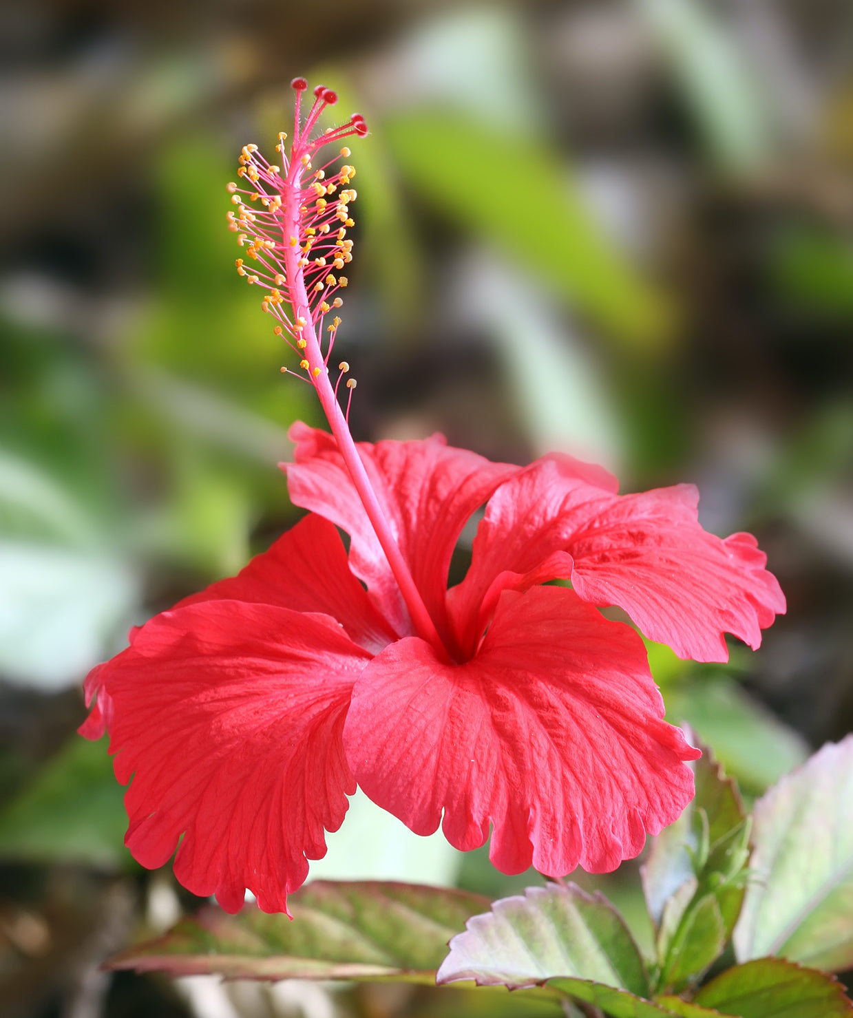 Organic Hibiscus